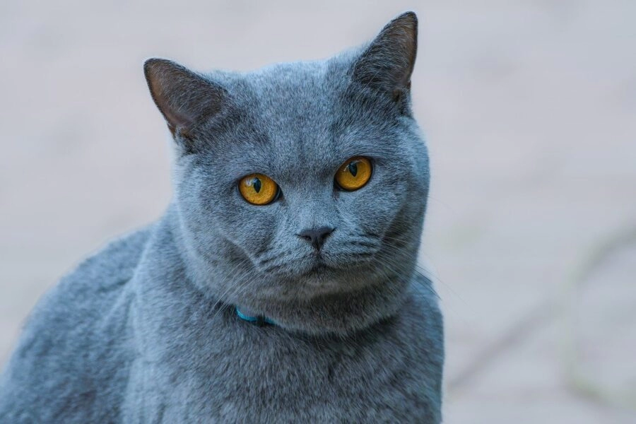 Veterinari tvrde: Ove mačke se ne linjaju i idealne su za alergične ljude